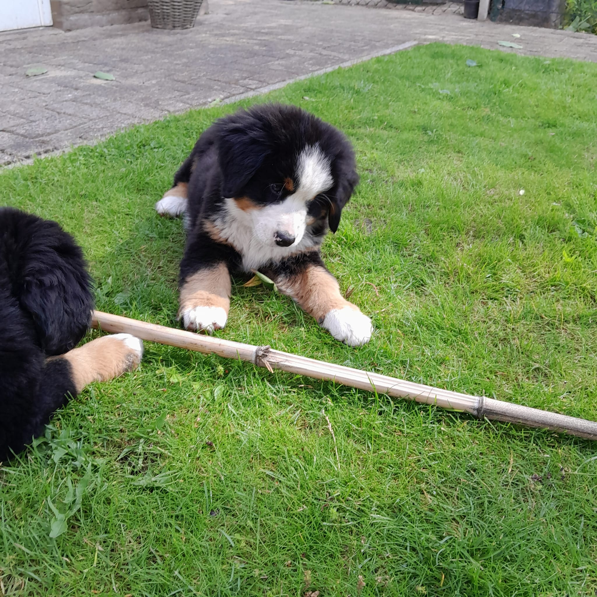 bernersennen pups reutje